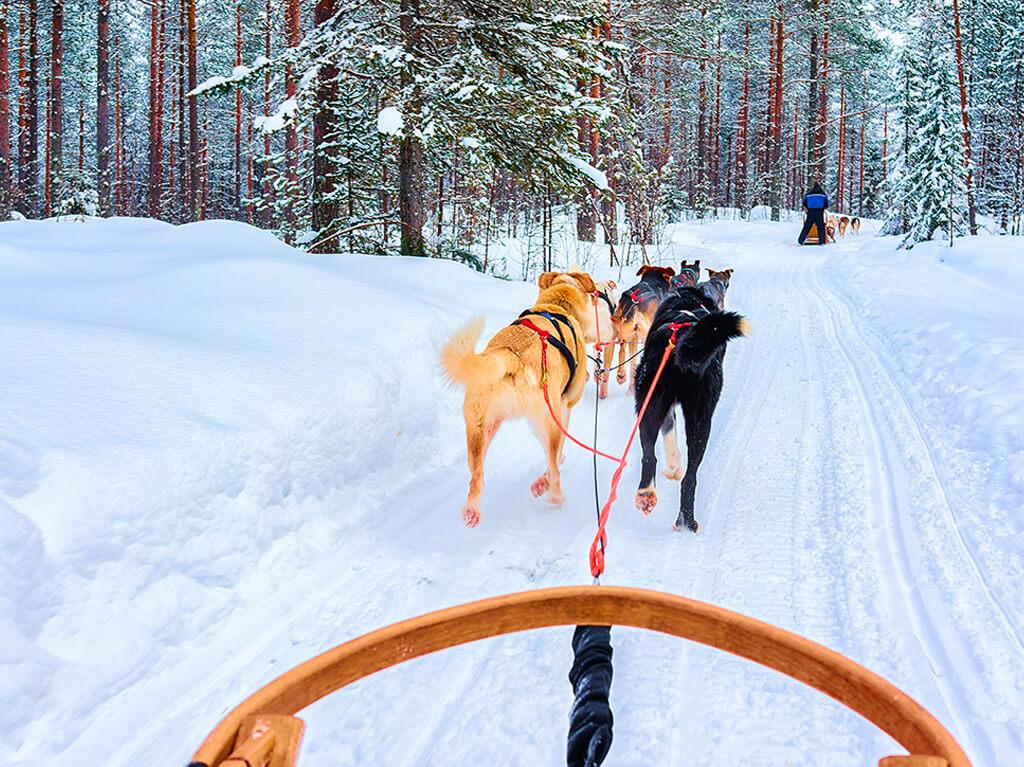 Rovaniemi - Advent na sjeveru sa haskijima i Djedom Božičnjakom 2