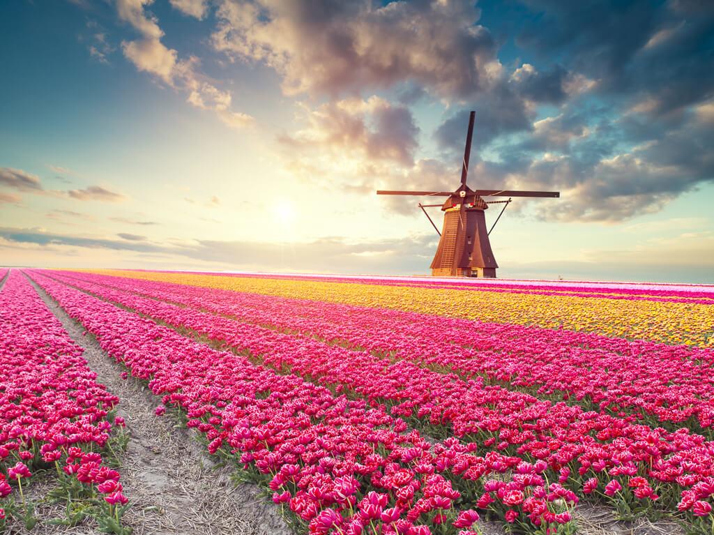 Amsterdam i Keukenhof 1