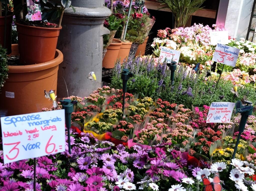 Amsterdam 4 dana avionom 2026 15