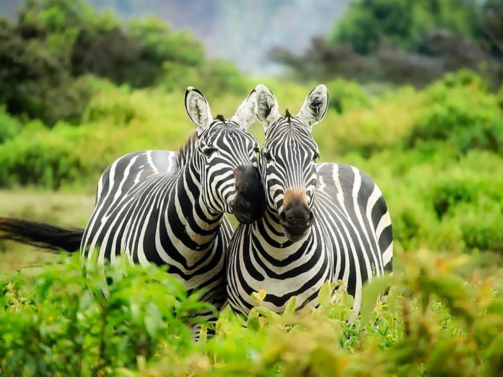 Zanzibar 9 dana u kolovozu 2026 1