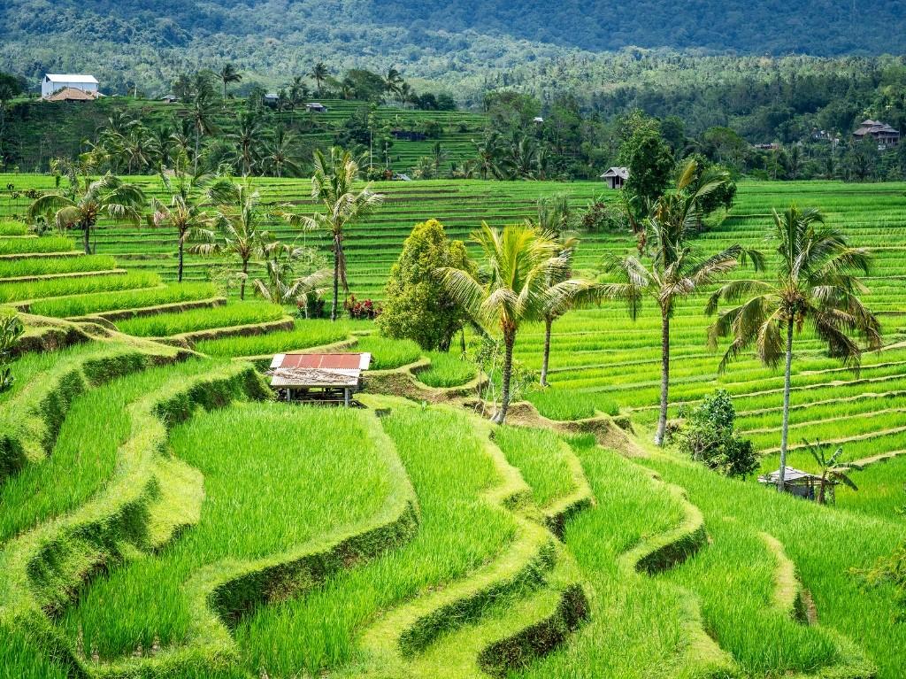Bali 10 dana -  Valentinovo i Uskrs 2027 5