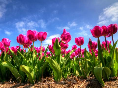 Amsterdam i Keukenhof 2