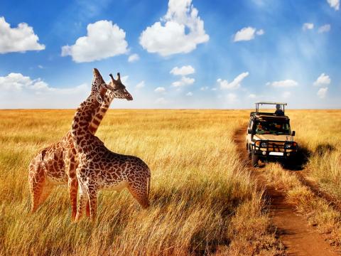 Kenija Safari - Velika tura 1