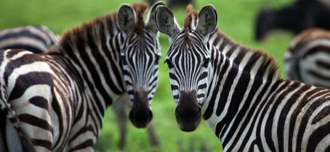 Južna Afrika, Viktorijini slapovi i safari u Bocvani 3