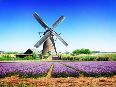 Amsterdam i cvjetna polja Keukenhof 2026. 14