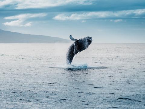 Island 6 dana avionom - 2026. 7